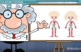 Science - The Circulatory System